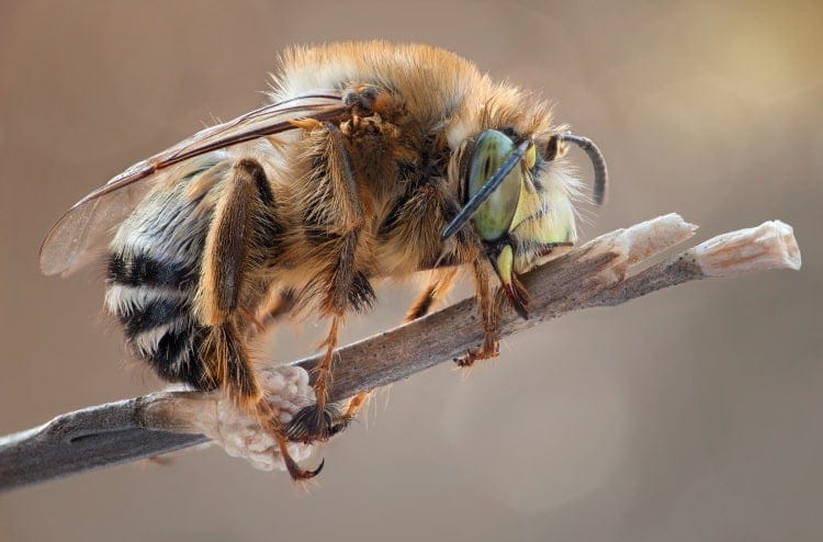 hairy footed flower bee