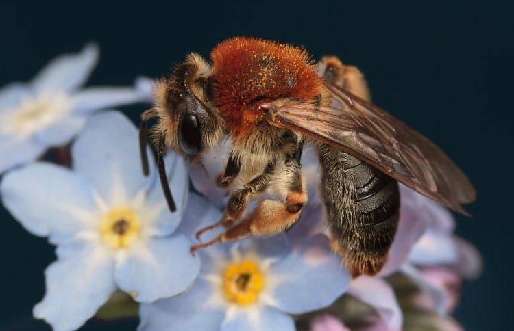 Mining Bee, Andrena haemorrhoa