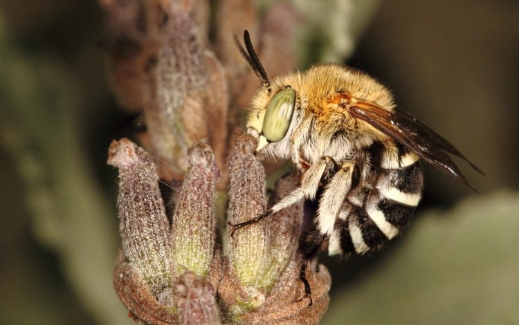 Blue banded bee