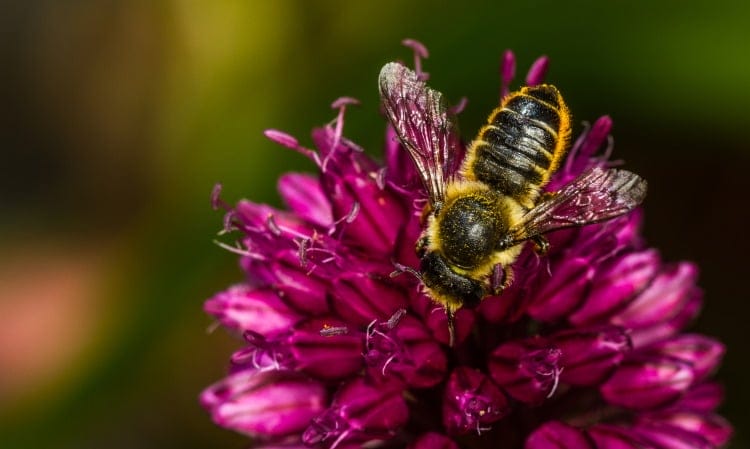 Megachile centuncularis