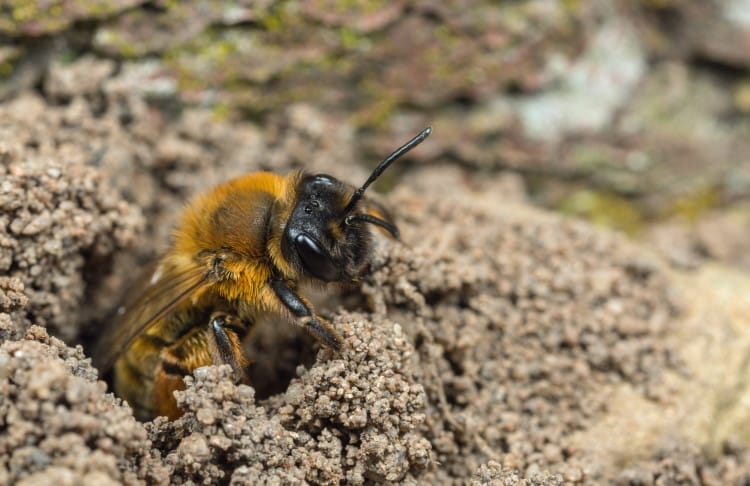 solitary bee nest