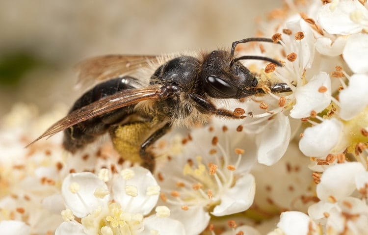 Andrena sp.