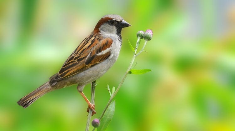 most common bird sparrow facts