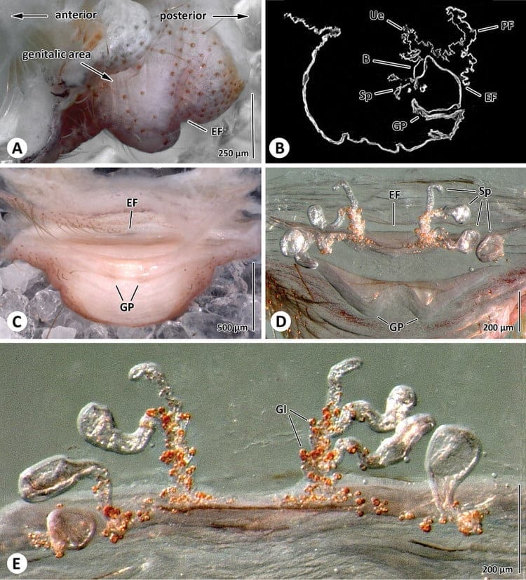 spider reproductive organs