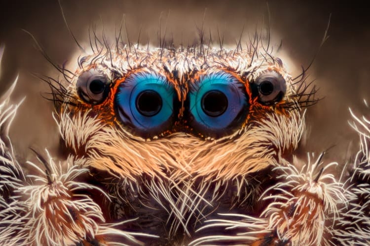 spiders hairs and eyes close up