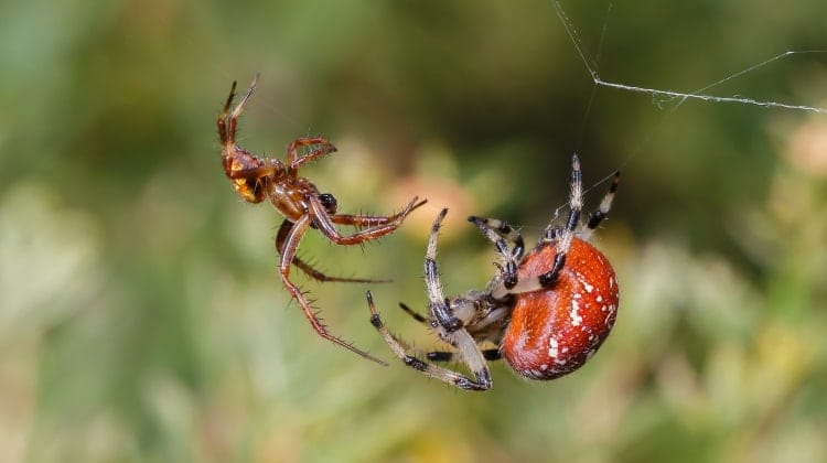 spider courtship ritual