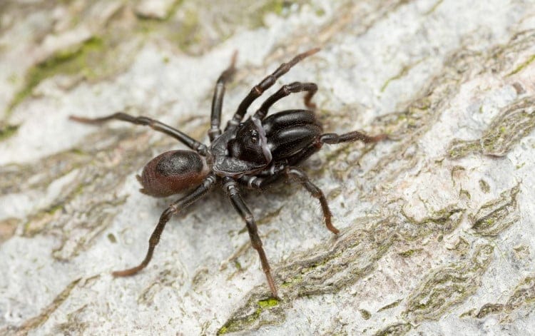purse spider courtship