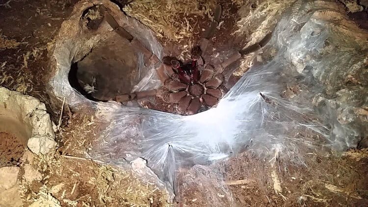 spider sperm web