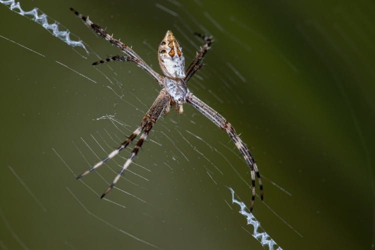 Argiope argentata in web