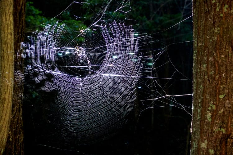 Joro spider web