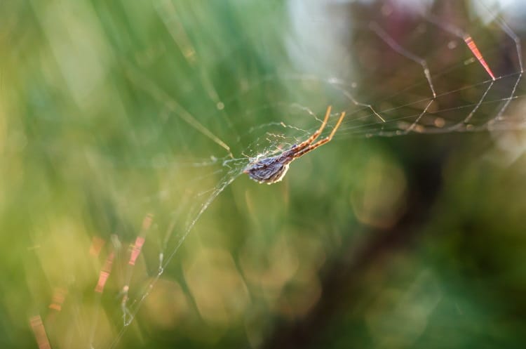 Uloborus diversus spider web