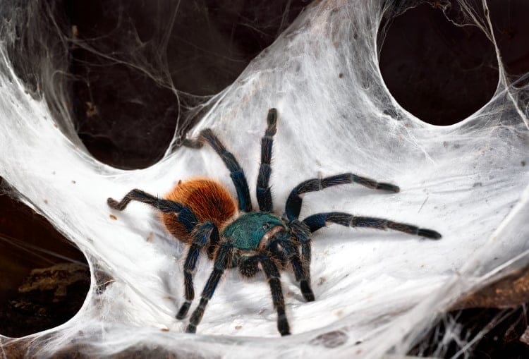Greenbottle Blue Tarantula Web