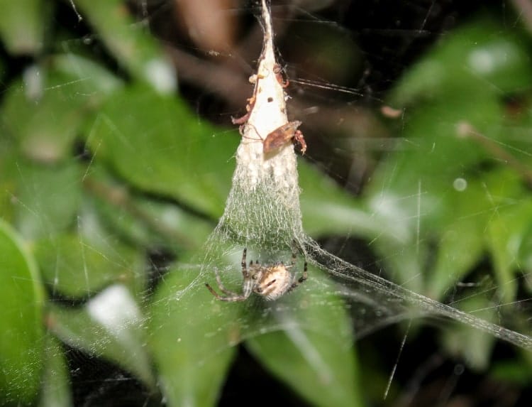 Pan Spider Web