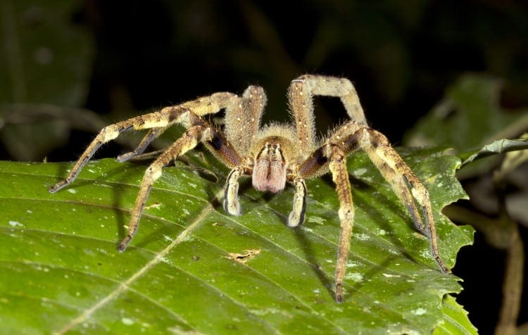 most venomous spider Phoneutria fera