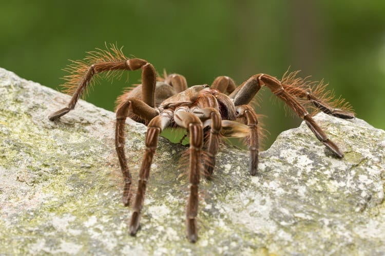largest spider Goliath birdeater