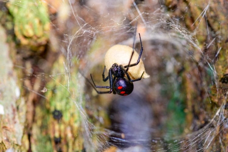 black widow spider venom host