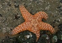 A Starfish On The Prowl Starfish On The Ocean Bottom