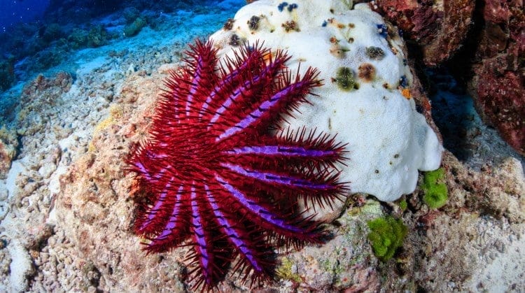 crown starfish