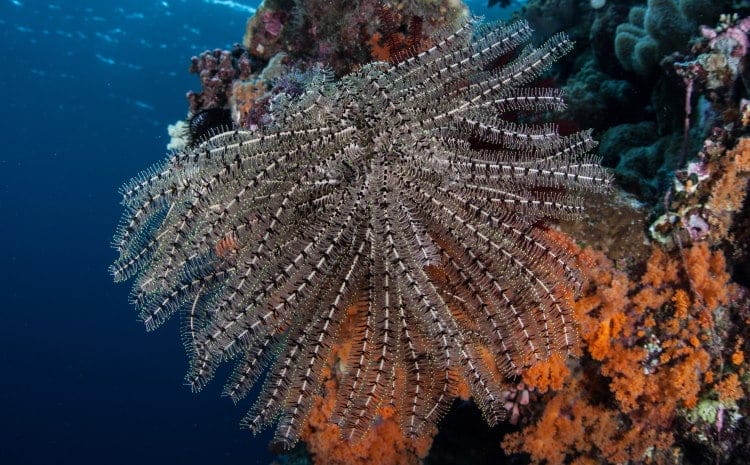 Crinoidea star fish