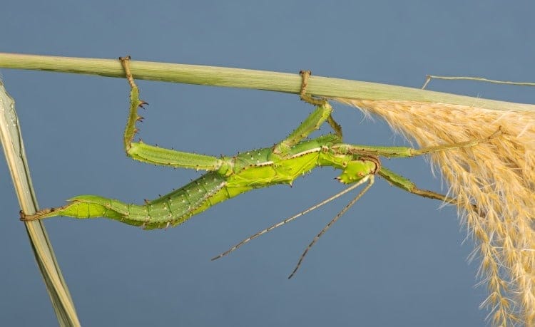 Phasmida Heteropteryx dilatata