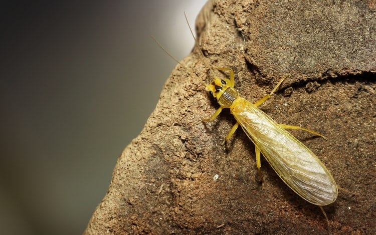 stonefly on rock