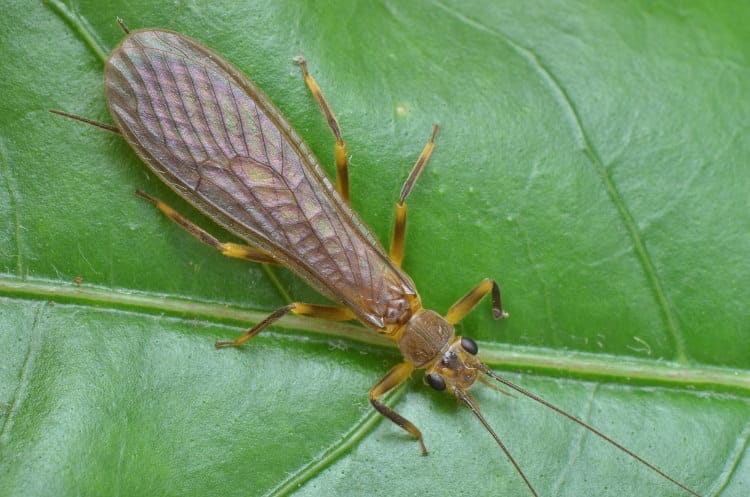 adult stone fly