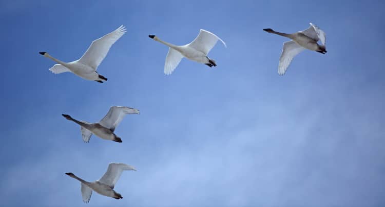 swan v formation