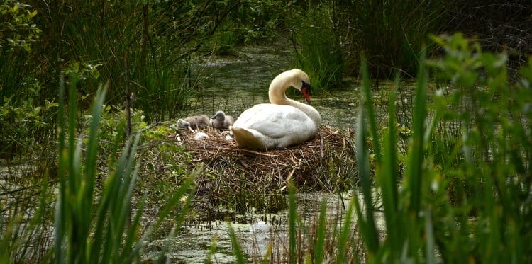 simple bird nest example