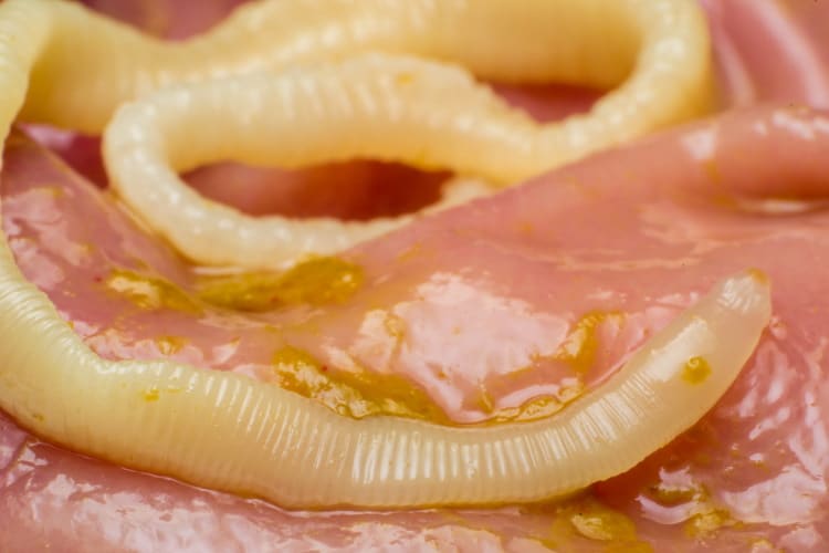 tapeworm in cat stomach
