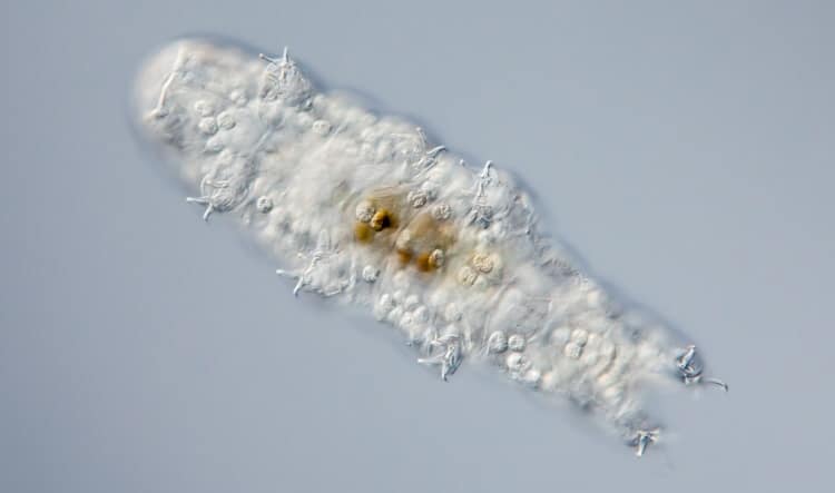 tardigrades size illustrated