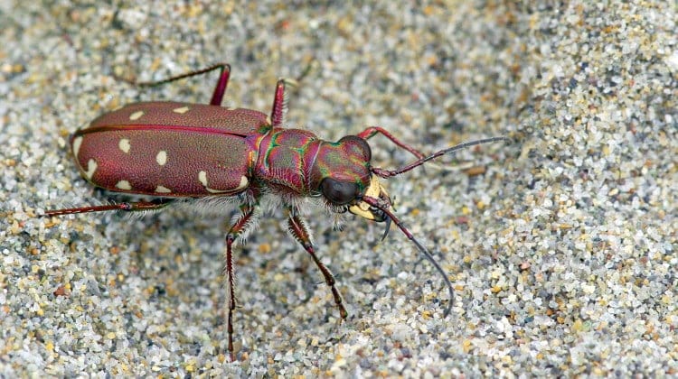 Tiger beetle (Calomera littoralis)