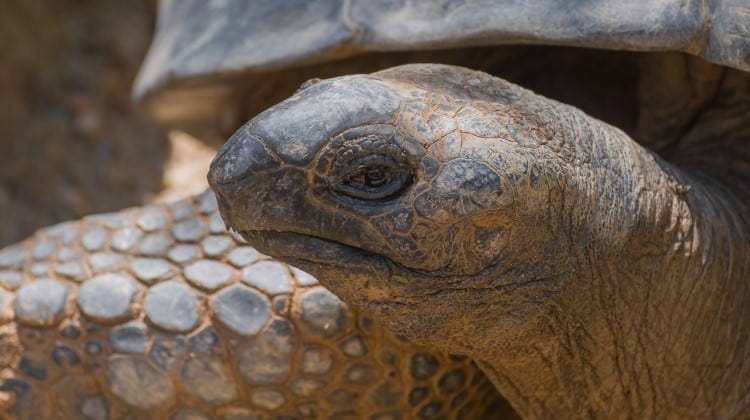 tortoise shows how long do animals live
