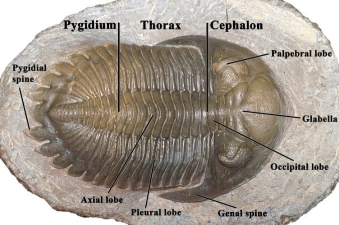 trilobite anatomy diagram