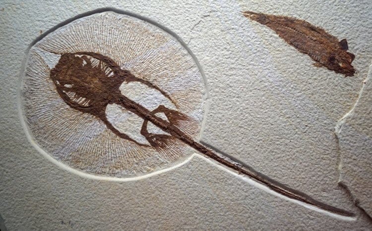 trilobite fish fossil