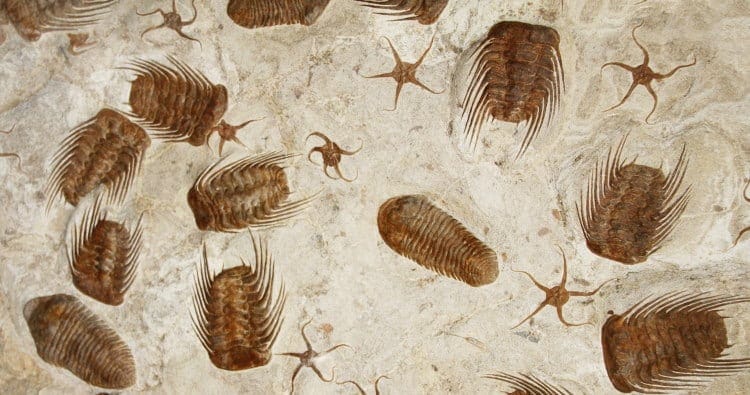 fossil trilobites mixed with other species