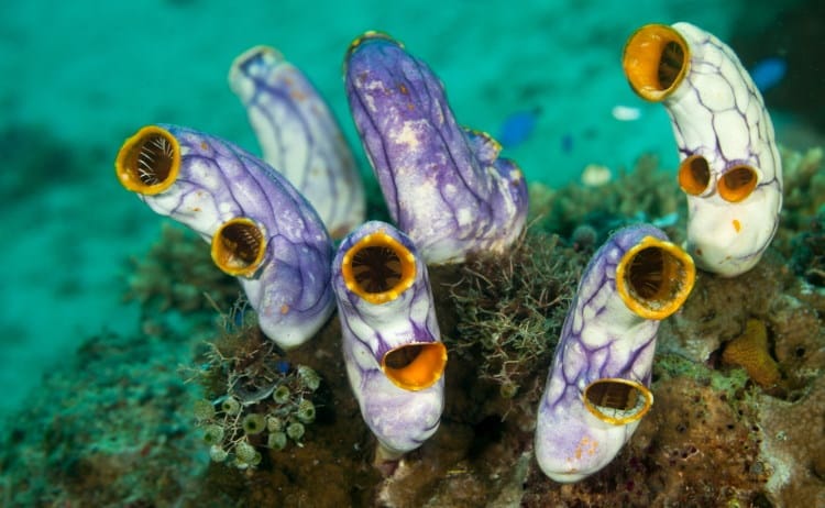 sea squirts on the reef