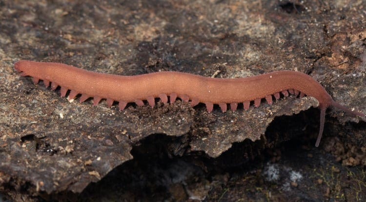 velvet worm Epiperipatus barbadensis