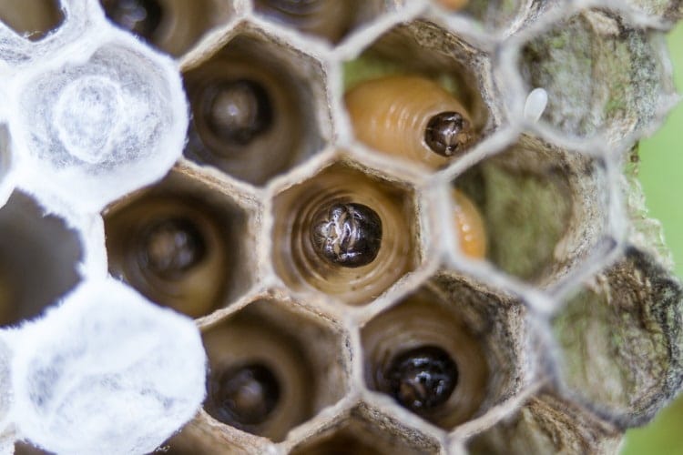 paper wasp larvae