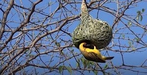 weaver bird intelligence shown in nest building
