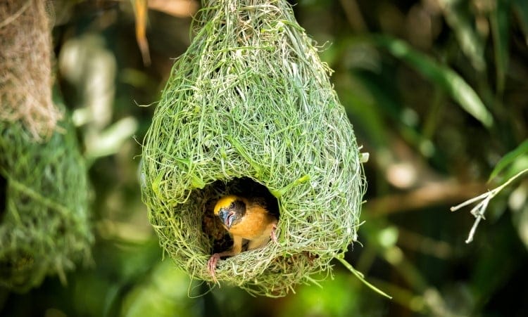 weaver bird hanging nest