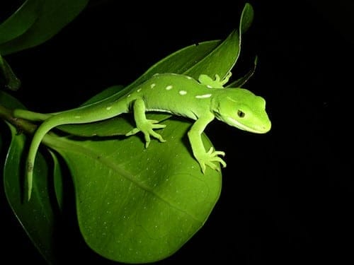 wellington green gecko