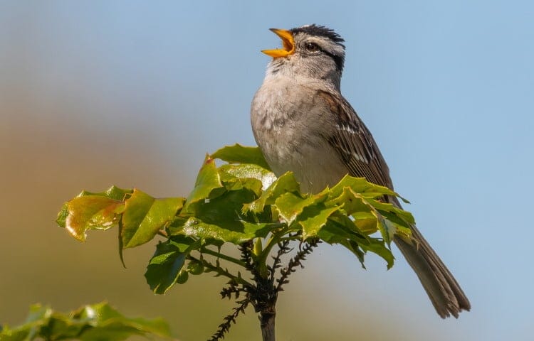 innate bird songs of sparrow