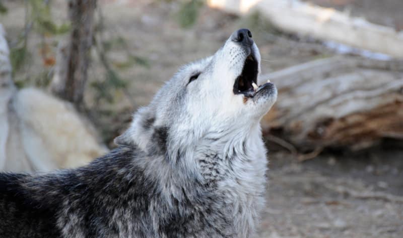 Why Do Wolves Howl? - EarthLife