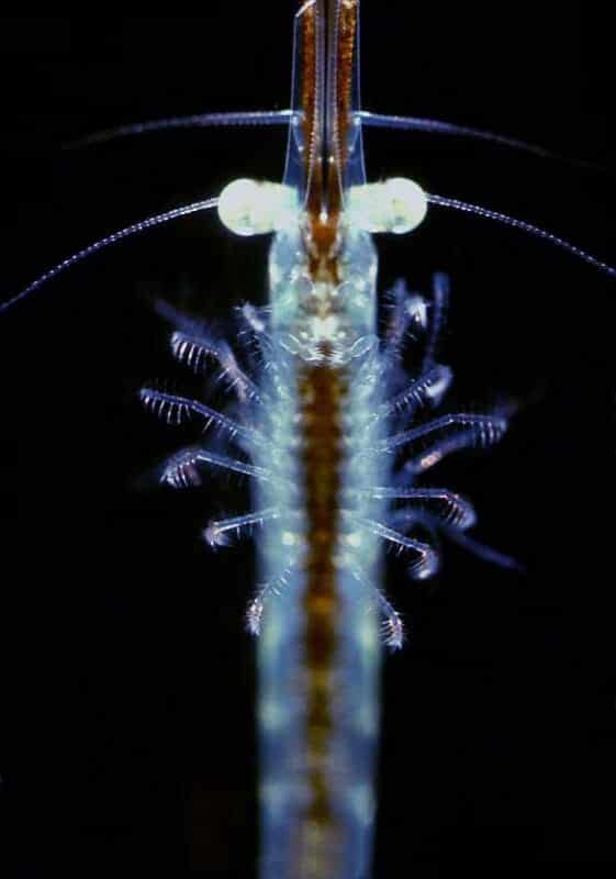 WHAT EATS ZOOPLANKTON? [2023]