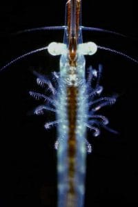 A Tiny Crustacean Magnified 